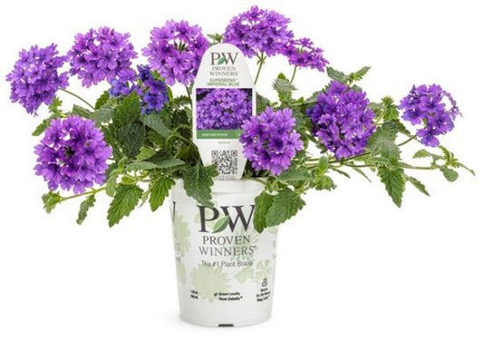 4 Inch Verbena Superbena Cobalt (aka Imperial Blue)