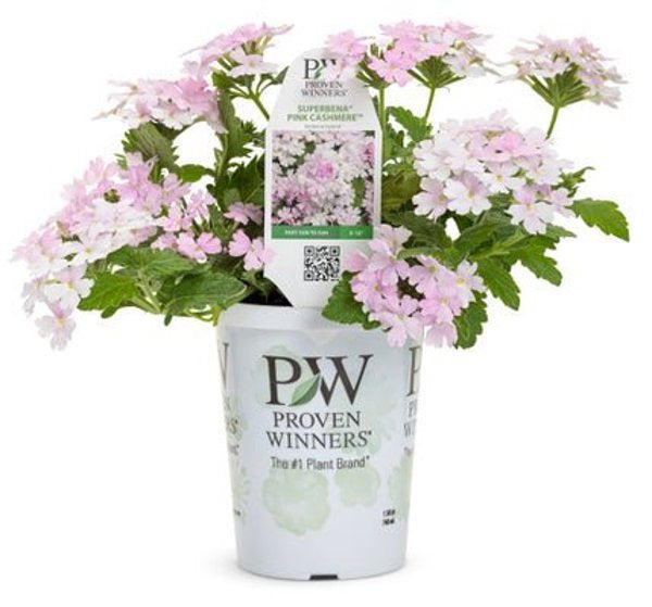4 Inch Verbena Superbena Pink Cashmere