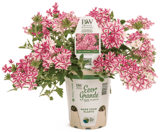 4 Inch Verbena Superbena Royale Cherryburst Impr