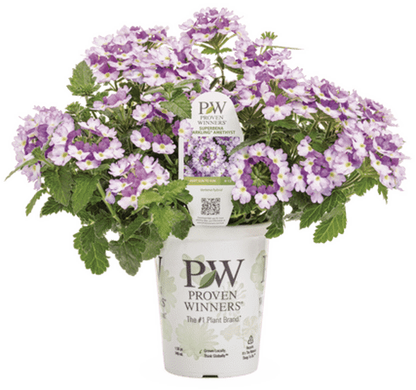 4 Inch Verbena Superbena Sparkling Amethyst