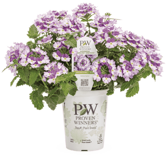 4 Inch Verbena Superbena Sparkling Amethyst