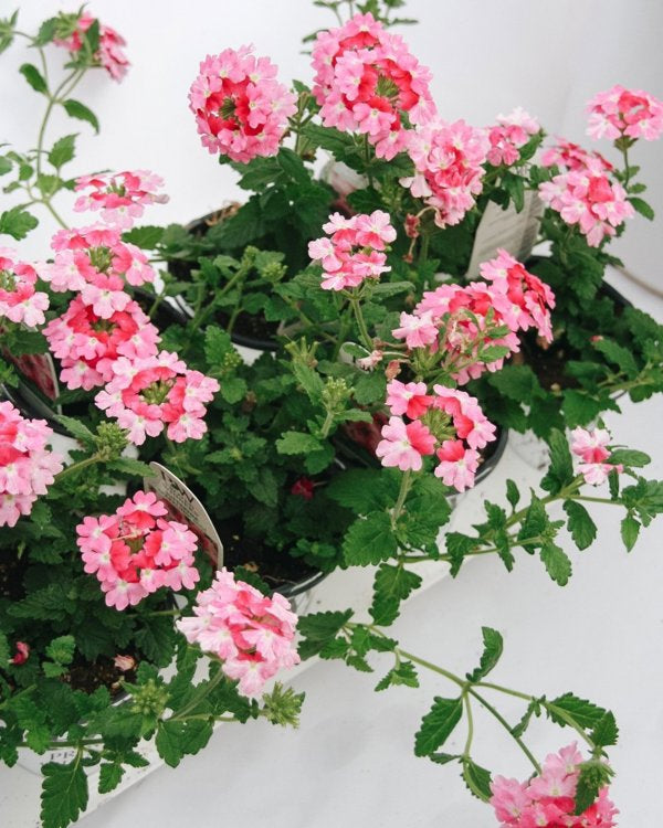 4 Inch Verbena Superbena Sparkling Rose