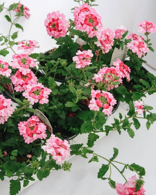 4 Inch Verbena Superbena Sparkling Rose