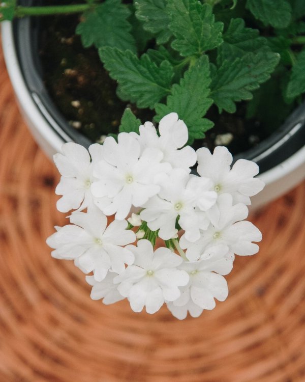 4 Inch Verbena Superbena Whiteout