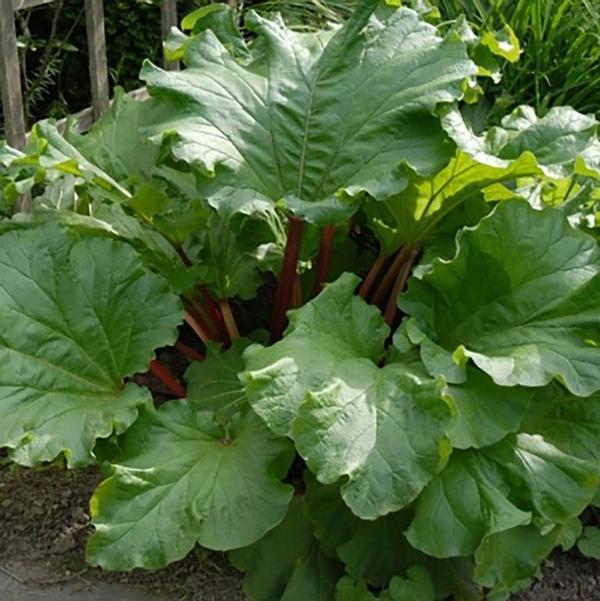 2g Victoria Rhubarb