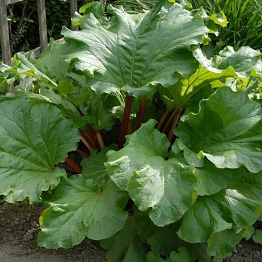 2g Victoria Rhubarb