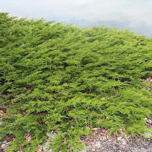 3g Viridis Sargent's Juniper