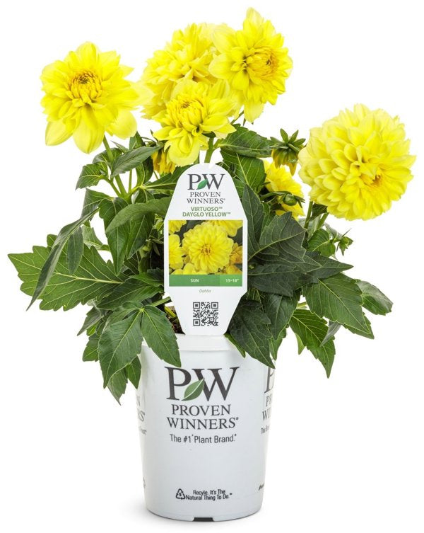 1g Virtuoso Dayglo Yellow Dahlia