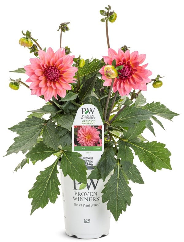 4 Inch Virtuoso Pinkerific Dahlia