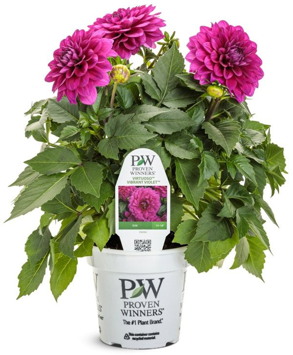1g Virtuoso Vibrant Violet Dahlia