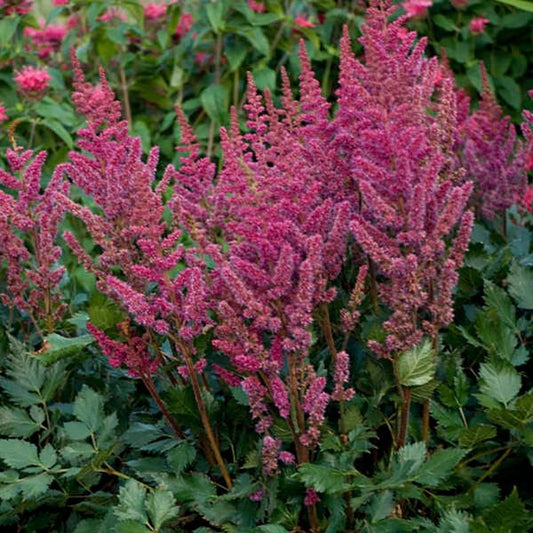 1g Visions in Red False Spirea
