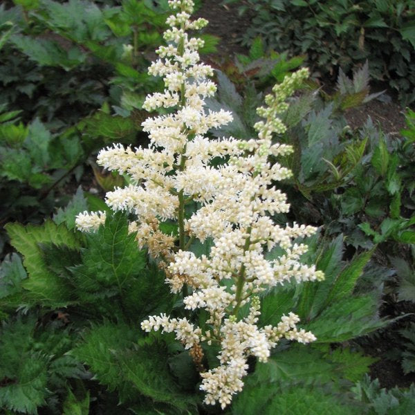 2g Visions in White False Spirea