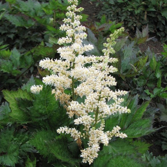 2g Visions in White False Spirea