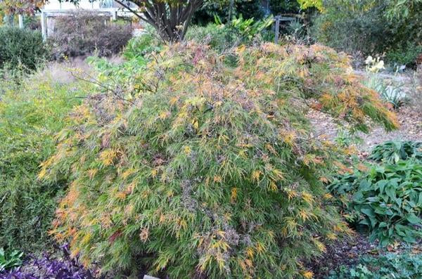2g Waterfall Laceleaf Japanese Maple