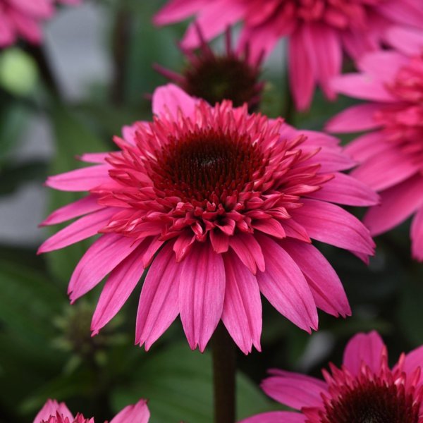 1g Watermelon Deluxe Double Scoop Coneflower