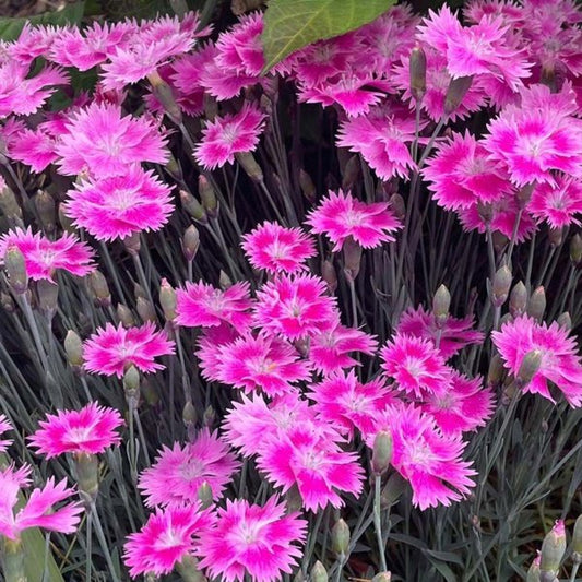 1g Watermelon Ice EverBloom Pinks