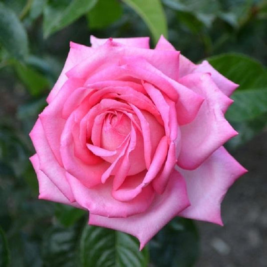 2g Wedding Bells Eleganza Rose
