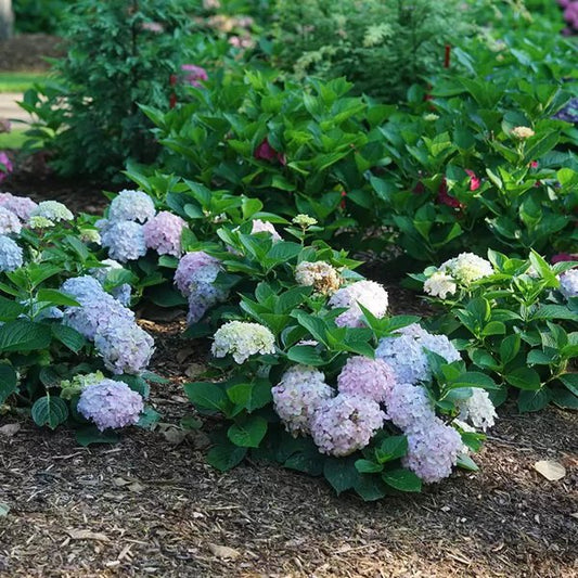 1 Quart Wee Bit Innocent Bigleaf Hydrangea
