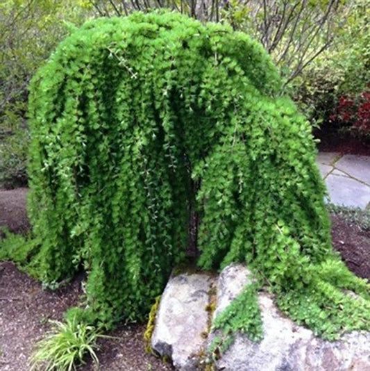 5g Weeping European Larch   Standard