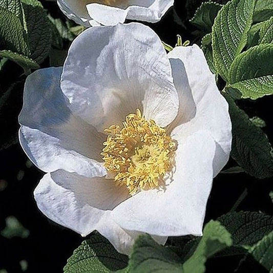 2g White Rugosa Rose