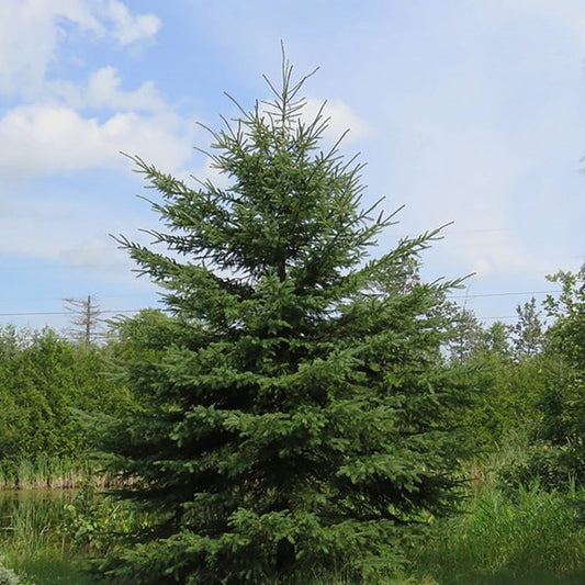 2g White Spruce