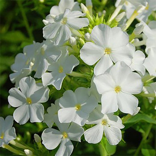 1g White Summer Phlox