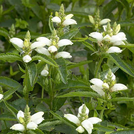 White Turtlehead - 11cm Pot