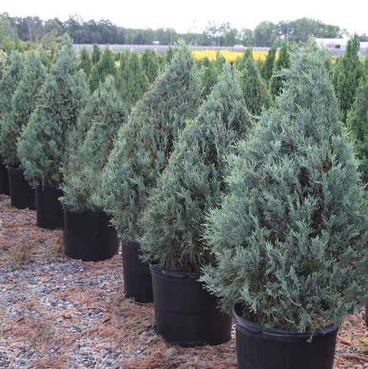 5g Wichita Blue Juniper