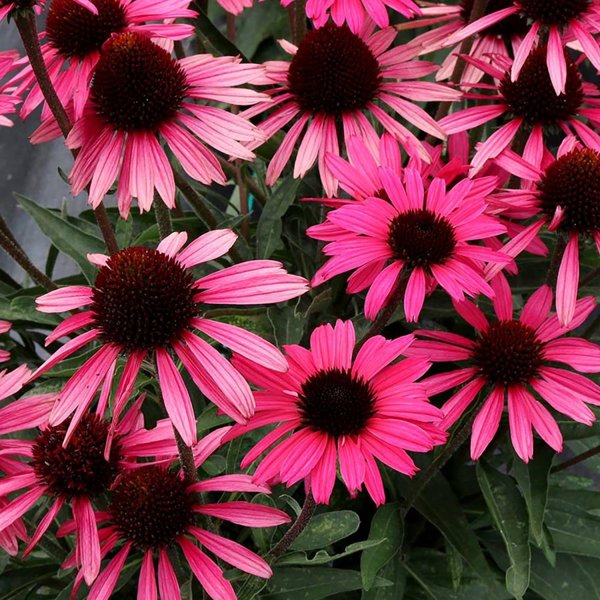 1g Wicked Dark Shadows Coneflower