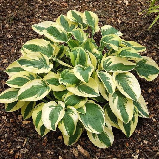 2g Wide Brim Hosta