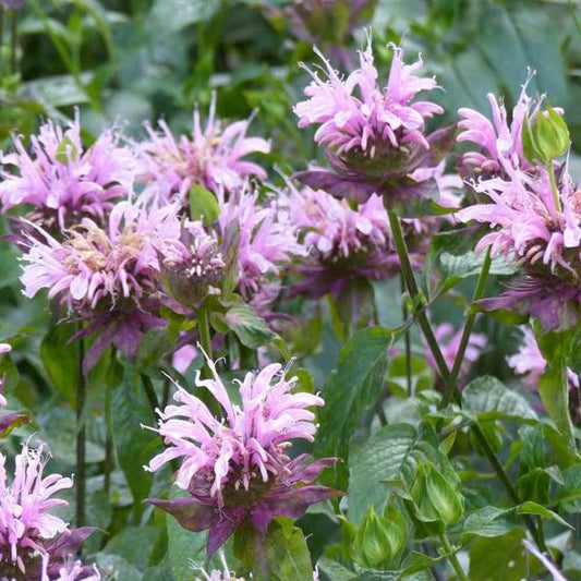 Wild Bergamot - 11cm Pot