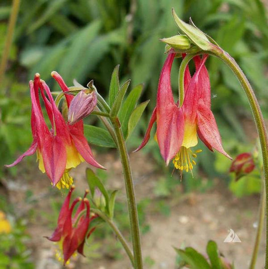 Wild Columbine - 11cm Pot