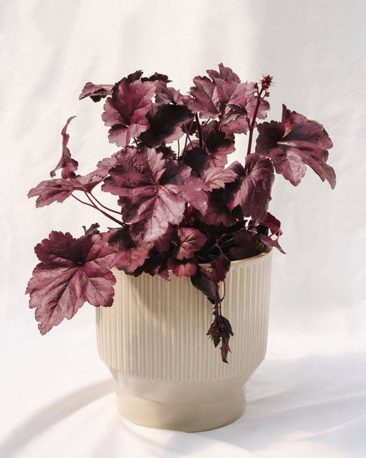 1g Wildberry Coral Bells