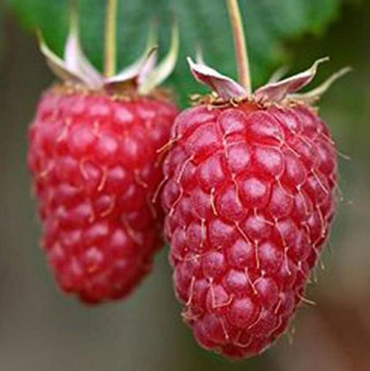 1g Willamette Raspberry