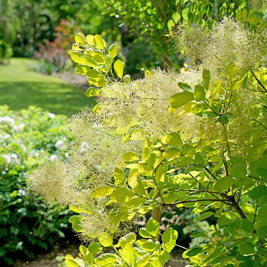 2g Winecraft Gold Smokebush