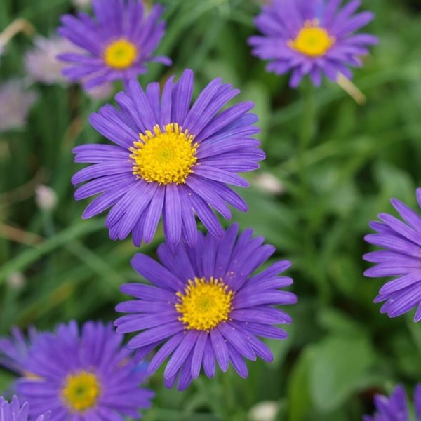 1g Wood's Purple Alpine Aster