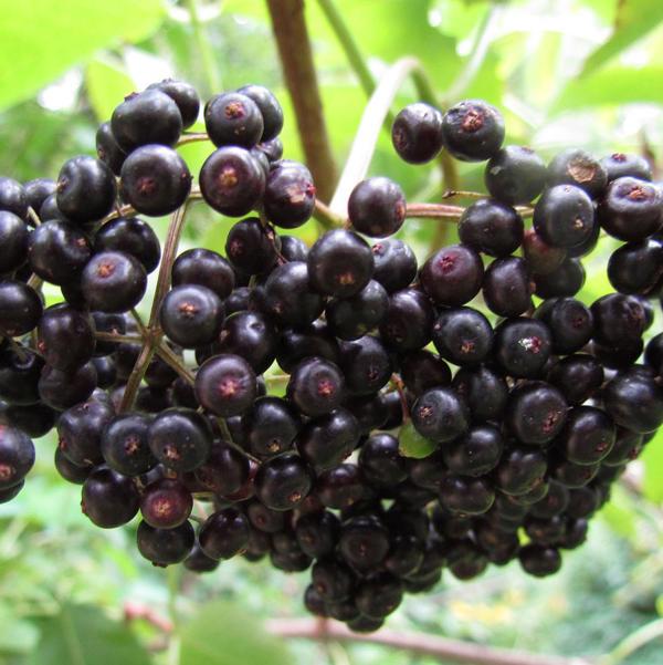 1g York Elderberry