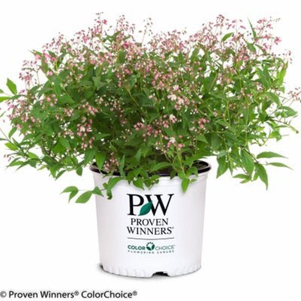 1 Quart Yuki Cherry Blossom  Deutzia x