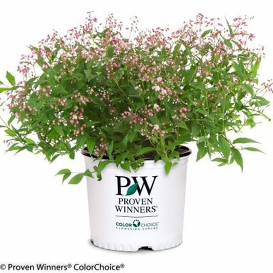 1 Quart Yuki Cherry Blossom  Deutzia x