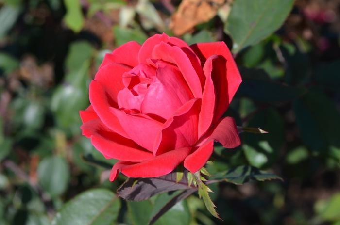2g. Rosa Pink Double Knock Out