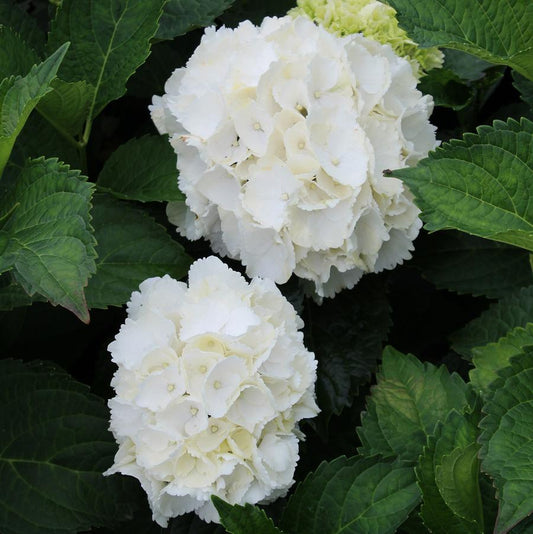 2g Galaxy White Hydrangea