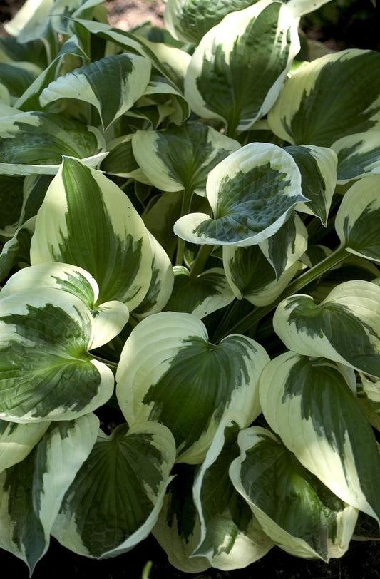 5g Patriot Hosta