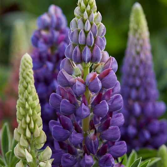 2g Gallery Blue Lupine