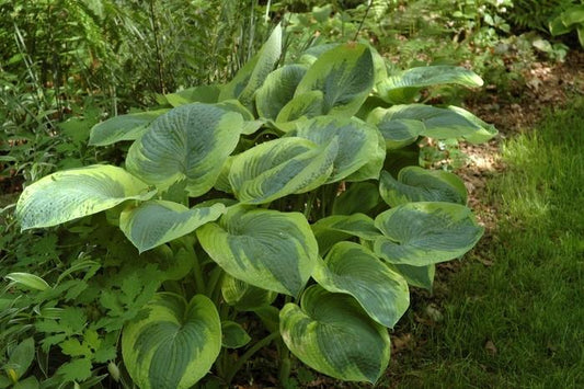 2g Frances Williams Hosta