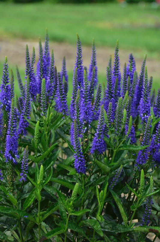 1g Royal Rembrandt Speedwell