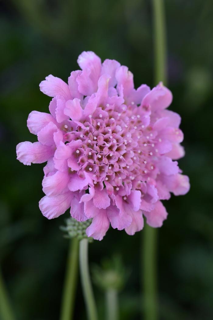 1g Rose Pink Pincushion Flower