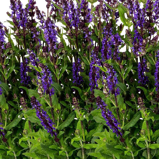 1g Noble Knight Sage