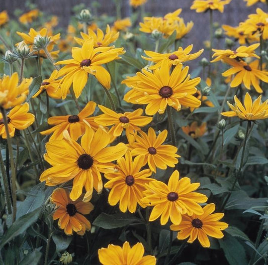 1g Indian Summer Daisy