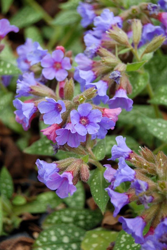 1g Trevi Fountain Lungwort