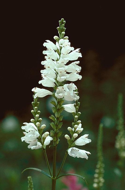1g Miss Manners Obedient Plant